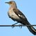 Northern Mockingbird
